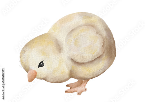 Small yellow bird standing on the ground, looking to the side with its head slightly bent and feathers fluffed up
