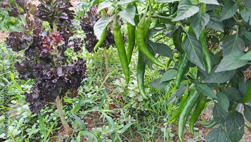 Photos Fresh green chilies and purple lettuce growing in a home vegetable garden
