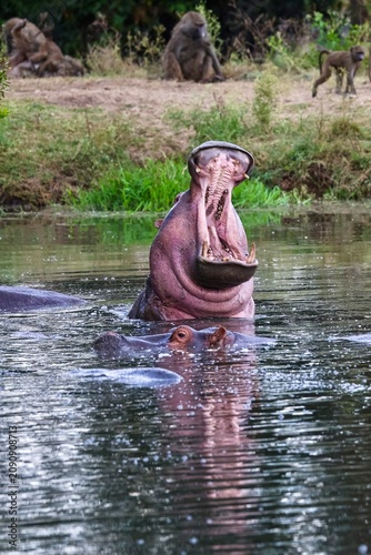 Fotografía hippopotamus in water