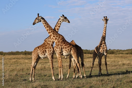 Photography giraffe in the savannah