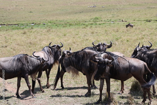 Plakat w ramie herd of wildebeest