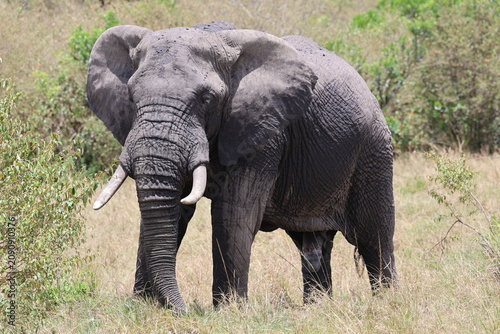 Photography Elephant