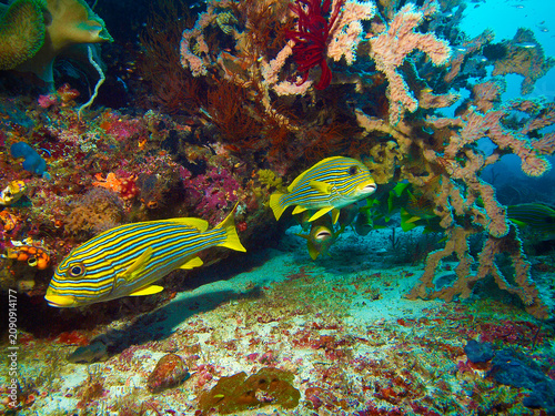 Small group of Ribboned Sweetlips (Plectorhinchus polytaenia) swimming through a vibrant coral reef surrounded by colorful soft corals and sea fans. 