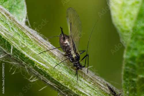 Fotografía Winged black aphid (Aphis fabae) on fuzzy plant stem: macro shot of garden pest