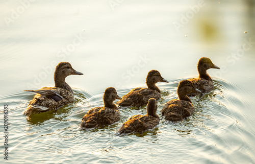 Quadro su tela Duck family on the water