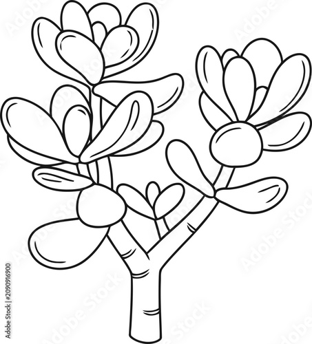 Jade Plant Line Art Illustration