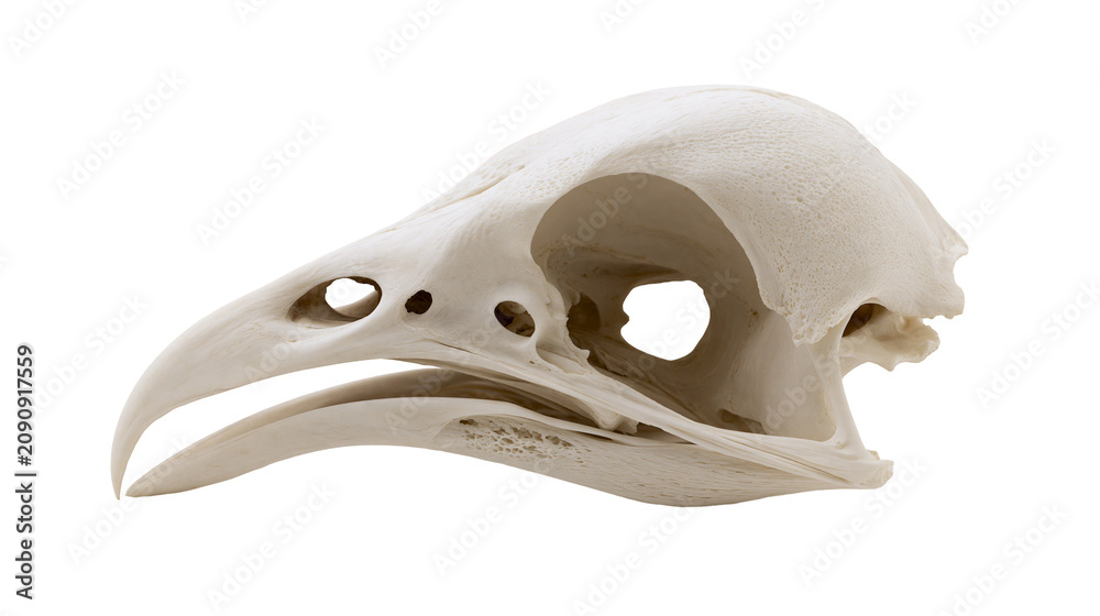 Photography Poster Detailed bird skull with sharp beak and eye