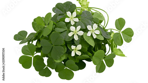 Green clover leaves with delicate white flowers, isolated on transparent background