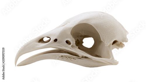 Fényképezés Detailed bird skull with sharp beak and eye sockets, isolated on transparent bac