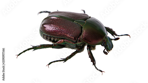 Φωτογραφία Metallic iridescent beetle with segmented legs, isolated on transparent backgrou