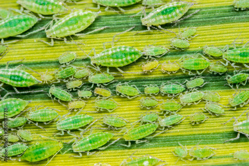 Foto Green apple aphid (Aphis pomi) on leaf: dense colony of plant lice in macro detail