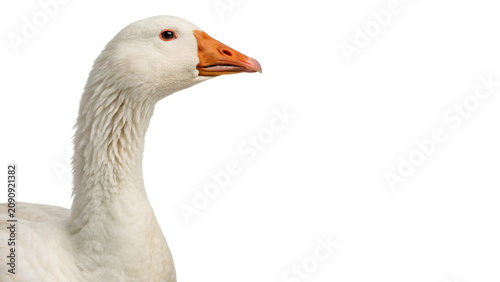 Fotografía Live domestic white goose waterfowl poultry bird profile isolated on a transpare