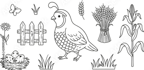 Bild auf Leinwand Cute Quail Bird Farm Vector Element Set with Nest Fence Corn and Coloring Page O