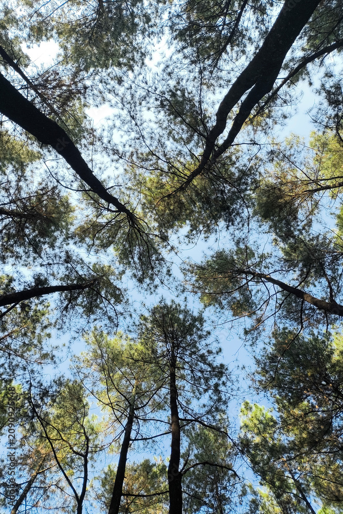Fototapeta premium Upward View of Pine Tree Canopies