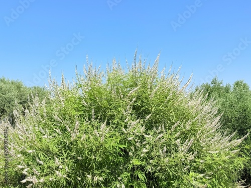 Slika na platnu Chaste tree (Vitex agnus-castus) is a versatile plant used in medicine, cooking, landscape design, and everyday life