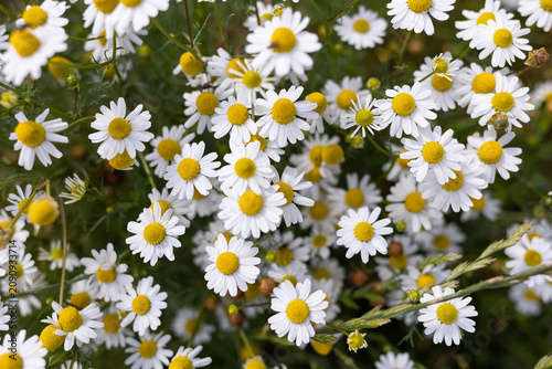 Closeup chamomile field with white petals and yellow centers filling frame under soft daylight. High quality photo