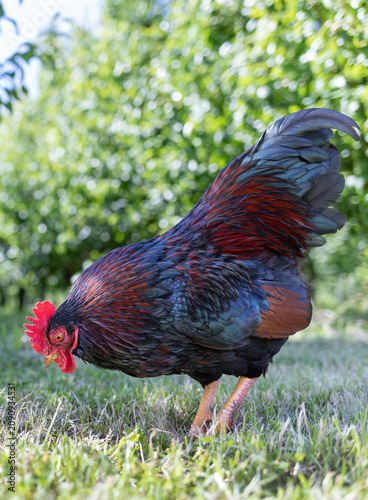 Closeup rooster foraging on green grass in sunlit yard, showing iridescent black, blue . High quality photo