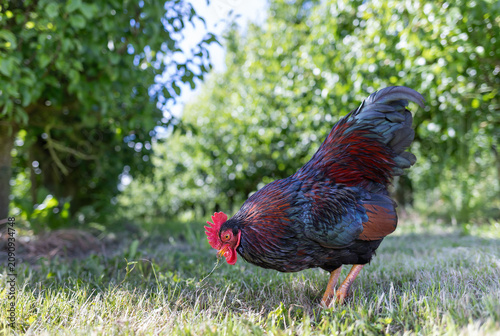 Rooster foraging on sunlit backyard grass with glossy iridescent feathers, red comb, bright wattles. High quality photo