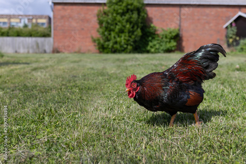 Black and red rooster pecking grassy backyard beside brick wall in sunlit suburban garden with glossy feathers. High quality photo
