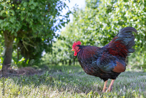 Colorful rooster standing on sunlit grass beside blurred green orchard, displaying glossy red. High quality photo