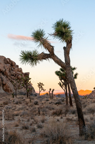 Impression of an early morning sunrise in Joshua Tree national park on an early winter morning.