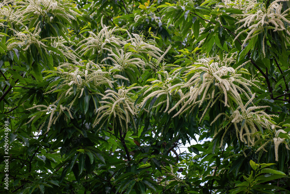 Naklejka premium 栗の花