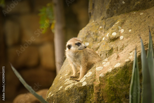 Photography Family group of meerkats sitting and resting together on sandy ground