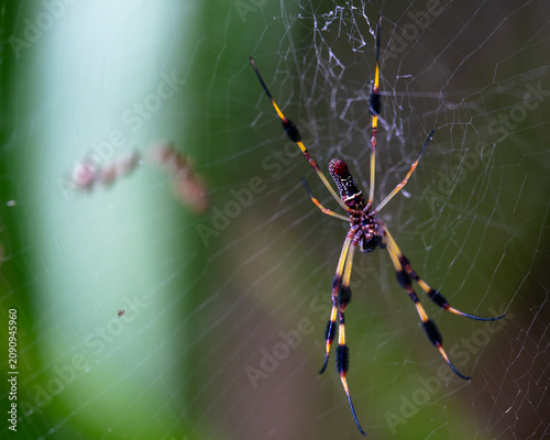 Foto Florida banana spider