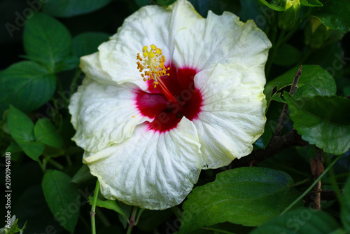 Close-up of a white hibiscus flower with a vibrant red center blooming among lush green leaves in a tropical garden.