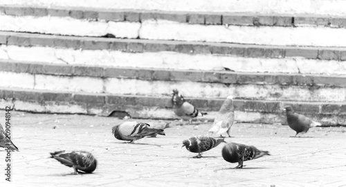 Canvastavla Birds possing