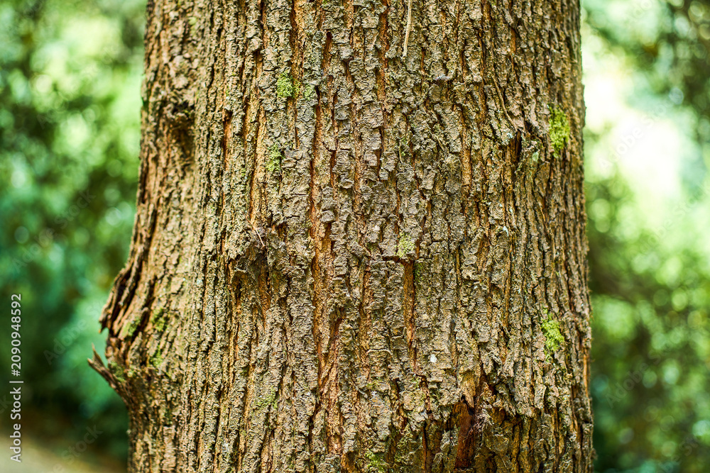 Fototapeta premium Tree bark surface with natural wood grain