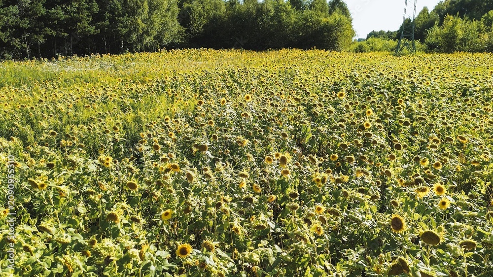 Obraz premium Sunflowers standing tall in a vast green field in full bloom