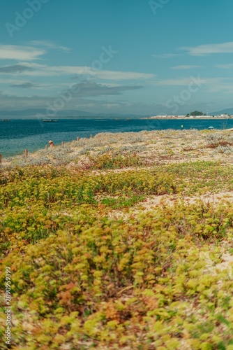 Bild auf Leinwand Wild Coastal Dunes with Green Succulents and Blue Atlantic Sea, Spain