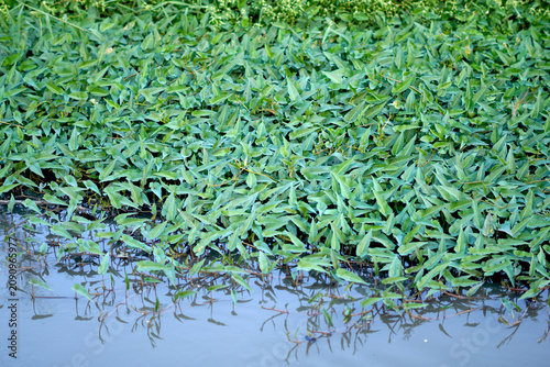 Water spinach or kangkong plant growing densely on the riverbank, fresh green leafy vegetables cultivation in a tropical water pond.