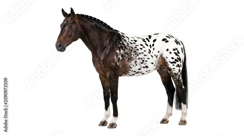 Canvastavla Appaloosa horse with a dark brown coat and striking white spotted pattern standi