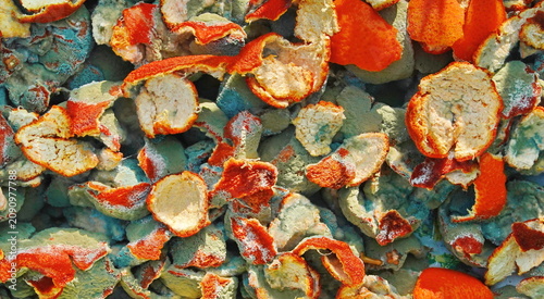 Moldy Orange Peels Drying Outdoors, Organic Waste and Natural Texture