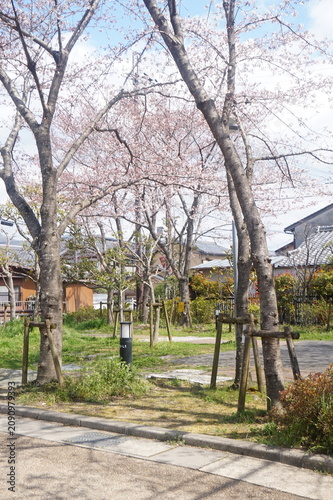 Foto close up of cherry blossoms in japan
