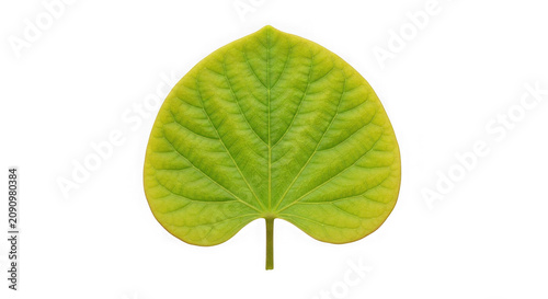 Green leaf with stem on white background