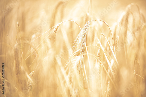 Fotografie Goldenes Korn