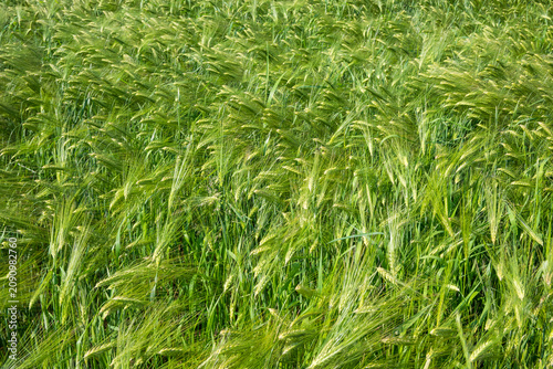 Obraz na plátně Horizontal view of a green barley field with stalks swaying in the wind, creating a dynamic natural texture