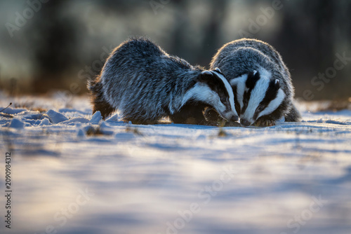 Two European badgers foraging for food in the snow during winter. Wild animals with black and white striped heads searching the snowy ground in beautiful rim light at dusk or dawn.