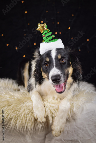 Border collie resting on fluffy rug wearing Christmas tree headband, festive holiday portrait	
