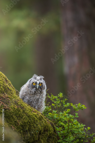 A cute long-eared owl chick, Asio otus, sitting on a mossy branch in a green forest. The fluffy owlet with bright yellow eyes looks at the camera, surrounded by blueberry bushes in spring.