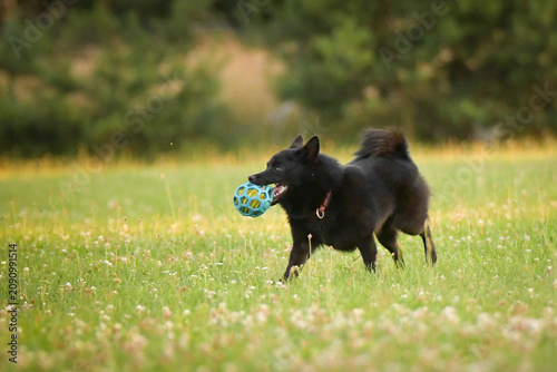 Small black dog running in green meadow while carrying a blue rubber ball toy in mouth. Playful pet enjoying outdoor activity in summer field with soft blurred background.	