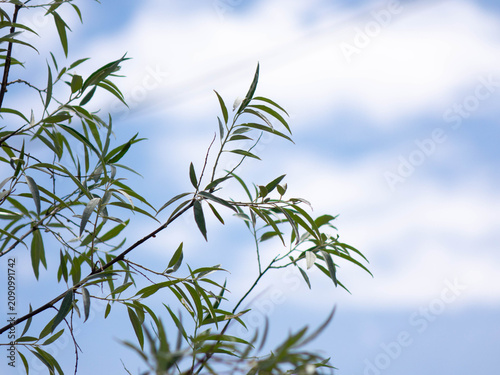 Green willow tree branches with narrow leaves against a blue sky with white clouds
