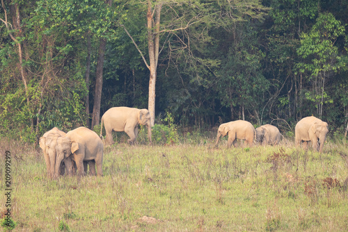 Εκτύπωση καμβά Elephas maximus Elephant herds gather to consume minerals in their natural habitat