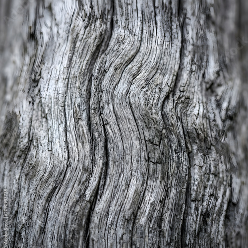 Extreme macro of aged weathered Japanese cedar temple wood showing beautiful silver grey grain and natural cracking pattern, wabi-sabi concept