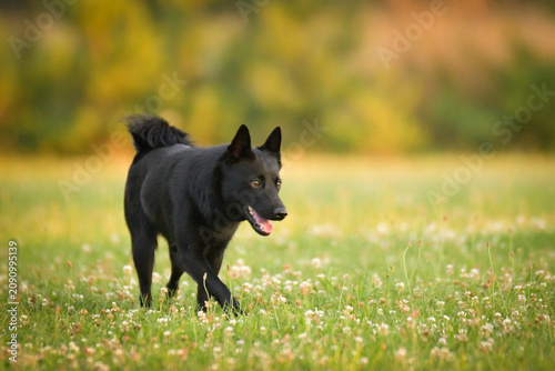 Small black dog running in green meadow while carrying a blue rubber ball toy in mouth. Playful pet enjoying outdoor activity in summer field with soft blurred background.	