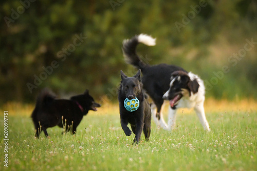 dogs standing and interacting on a grassy meadow during outdoor playtime, with a blue rubber ball toy lying on the ground. Scene shows natural dog communication, social play behavior, and relaxe	
