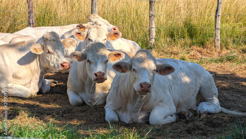 Photos Group of white cows resting on a green prairie in shadow